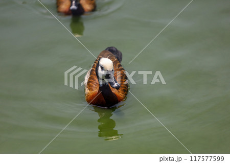 The White-faced Whistling Duck is swimming in the river The White-faced Whistling Duck is swimming in the river 117577599