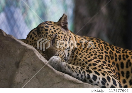 The leopard tiger is sleep on the rock 117577605