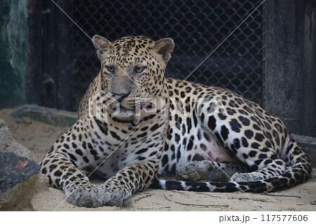 The leopard tiger is rest in zoology The leopard tiger is rest in zoology 117577606