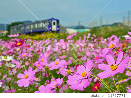 コスモスとキハ120 117577714