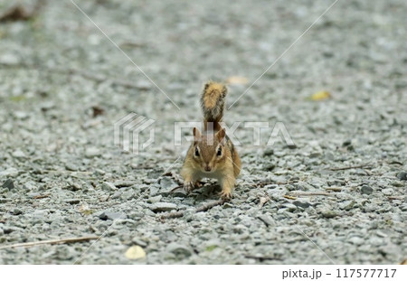 しっぽを立てて飛ぶように走ってくるシマリス 117577717