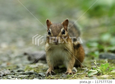 近くにやってきて見つめるシマリス 117577720
