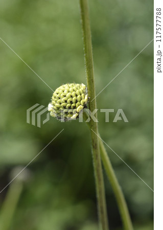 Giant scabious 117577788