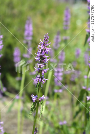 Common hedgenettle 117577790