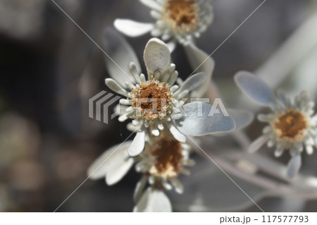 Inula 117577793