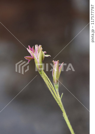 Rhodoxis Fairytale 117577797