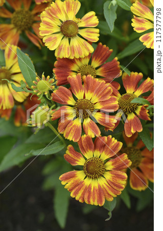 Sneezeweed HayDay Red Bicolor flowers 117577798