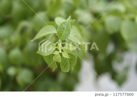 Bougainvillea Sanderiana 117577800