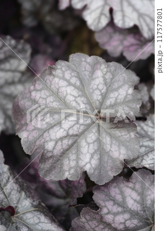 Coral Bells Mulberry 117577801