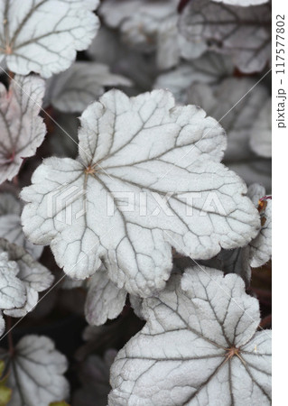 Coral Bells Silver Gumdrop 117577802