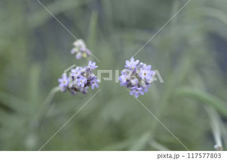 Lavender Vienco Purple 117577803