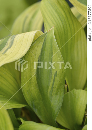 Plantain lily Captains Adventure 117577804