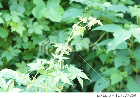 カナムグラ カナムグラ 117577854