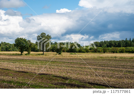Harvested wheat field over blue sky in Vorwerk, Lower Saxony, Germany 117577861