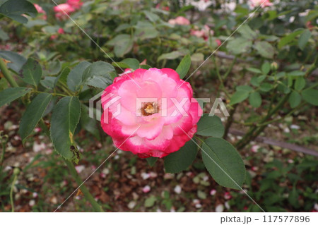 公園のピンクの薔薇 公園のピンクの薔薇 117577896
