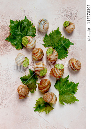 snails stuffed in Burgundy, top view, with grape leaves, French cuisine, no people, 117578305