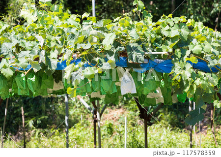 長野県のブドウ畑の景色 長野県のブドウ畑の景色 117578359