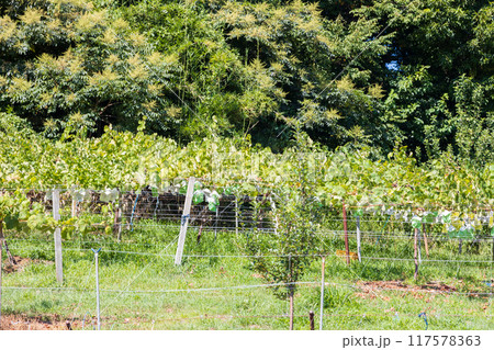 長野県のブドウ畑の景色 117578363