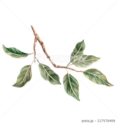 Apple tree branch in isolated watercolor illustration. Apple tree ingredients for organic food design, posters, fabric printing, packaging, autumn harvest illustration 117578409