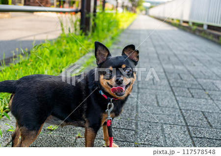 散歩中の小型犬・チワワ・ミニピン 117578548