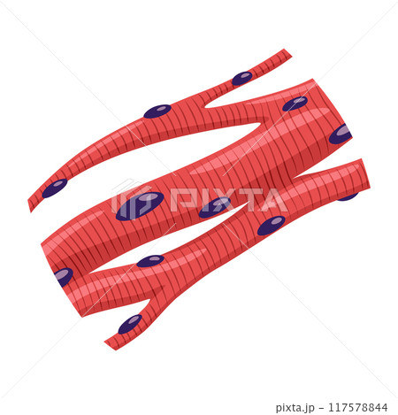 Cardiac muscles tissue with specific function. Medical poster design illustration. Science educational symbol 117578844