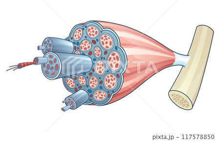 Skeletal muscle anatomy outline diagram. Structure with anatomical inner layers. Educational medical vector illustration Skeletal muscle anatomy outline diagram. Structure with anatomical inner layers. Educational medical vector illustration 117578850