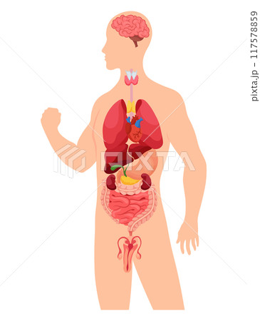Internal organs of human body. Medical info graphics, education scheme concept of anatomy system. Section view of human body with inner organs Internal organs of human body. Medical info graphics, education scheme concept of anatomy system. Section view of human body with inner organs 117578859