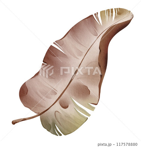 Watercolor dried banana leaf isolated on white background. Tropical botanical plant. Hand-drawn Illustration foliage isolated for cards, invitations, weddings and other. Floral element palm leave. 117578880