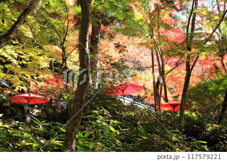 瑞宝寺公園紅葉と赤い番傘 117579221