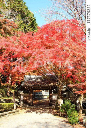 西教寺紅葉 西教寺紅葉 117579222