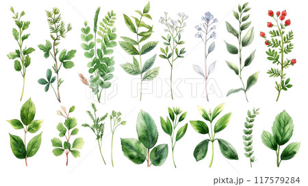Variety of Green Leaves and Small Flowers Botanical Illustration on White Background 117579284