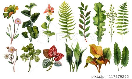 Assorted Botanical Illustrations of Leaves and Ferns on White Background 117579296