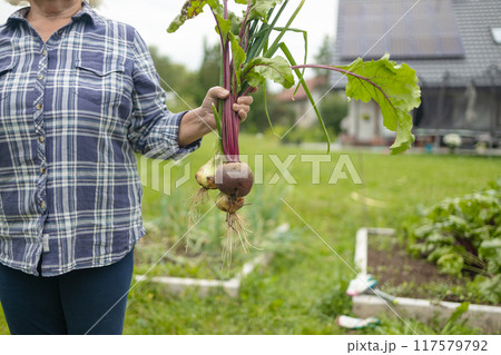 Female seinor farmer harvesting onions and beetroots in the backyard garden. Selective focus. Farmer holds a braid of ripe onion. Female seinor farmer harvesting onions and beetroots in the backyard garden. Selective focus. Farmer holds a braid of ripe onion. 117579792