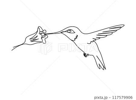 Hummingbird. One line drawing vector illustration. 117579906