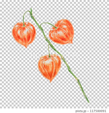 Orange physalis, bladder cherry, cape gooseberry, goldenberry, Peruvian groundcherry. Branch of autumn plant. Watercolor hand drawn illustration. Cut out clipart. Fall colorful botanical illustration. 117580091