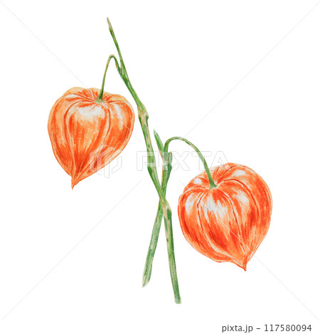 Orange physalis, bladder cherry, cape gooseberry, goldenberry, Peruvian groundcherry. Branch of autumn plant. Watercolor hand drawn illustration. Cut out clipart. Fall colorful botanical illustration. 117580094