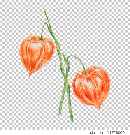 Orange physalis, bladder cherry, cape gooseberry, goldenberry, Peruvian groundcherry. Branch of autumn plant. Watercolor hand drawn illustration. Cut out clipart. Fall colorful botanical illustration. 117580094