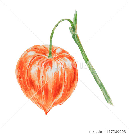 Orange physalis, bladder cherry, cape gooseberry, goldenberry, Peruvian groundcherry. Branch of autumn plant. Watercolor hand drawn illustration. Cut out clipart. Fall colorful botanical illustration. Orange physalis, bladder cherry, cape gooseberry, goldenberry, Peruvian groundcherry. Branch of autumn plant. Watercolor hand drawn illustration. Cut out clipart. Fall colorful botanical illustration. 117580098