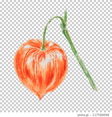 Orange physalis, bladder cherry, cape gooseberry, goldenberry, Peruvian groundcherry. Branch of autumn plant. Watercolor hand drawn illustration. Cut out clipart. Fall colorful botanical illustration. Orange physalis, bladder cherry, cape gooseberry, goldenberry, Peruvian groundcherry. Branch of autumn plant. Watercolor hand drawn illustration. Cut out clipart. Fall colorful botanical illustration. 117580098