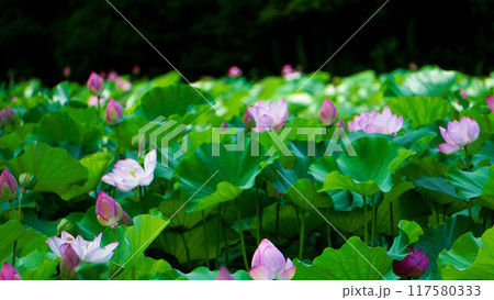 蓮畑に咲く蓮の花 117580333