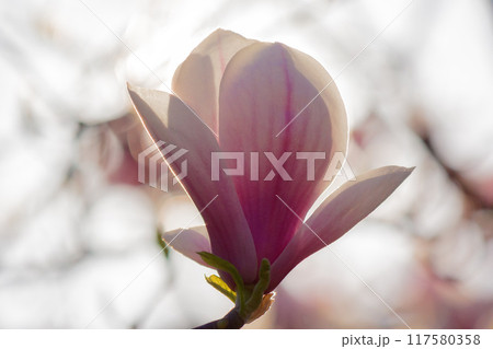 magnolia tree blossom in springtime. delicate pink flowers bathing in sunlight. closeup view 117580358