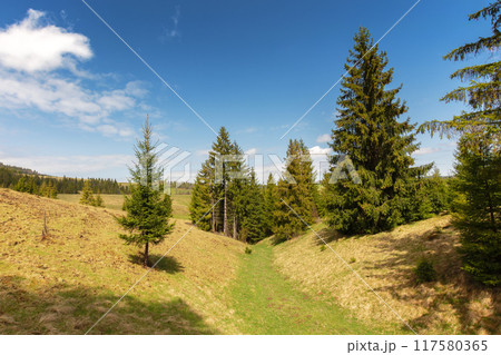 fir trees on meadow between hillsides with conifer forest under the blue sky 117580365