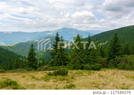 hillside of mountain range with coniferous forest and alpine meadow. clouds on the sky 117580379