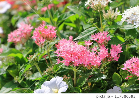 ピンクと白の草山丹花(くささんたんか or ペンタス) ピンクと白の草山丹花(くささんたんか or ペンタス) 117580393