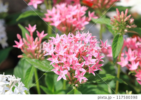 ピンクと白の草山丹花（くささんたんか or ペンタス) 117580398