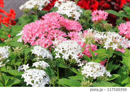 ピンクと白の草山丹花（くささんたんか or ペンタス) 117580399