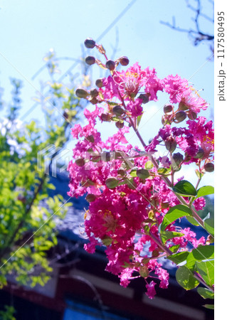 夏空に映える百日紅のピンクの花 117580495