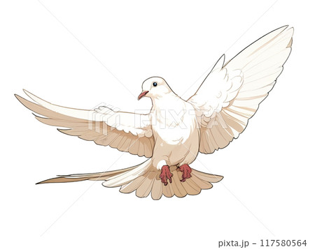 白い鳩 117580564