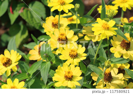 百日草（ヒャクニチソウ）or ジニア 117580921