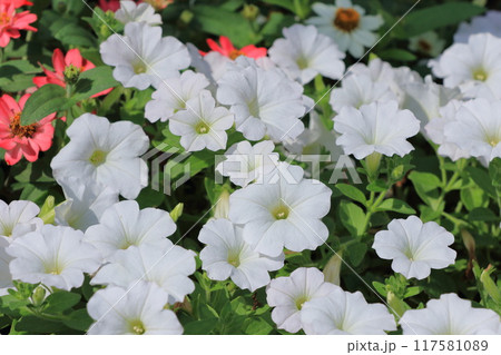 真っ白なペチュニア　 117581089
